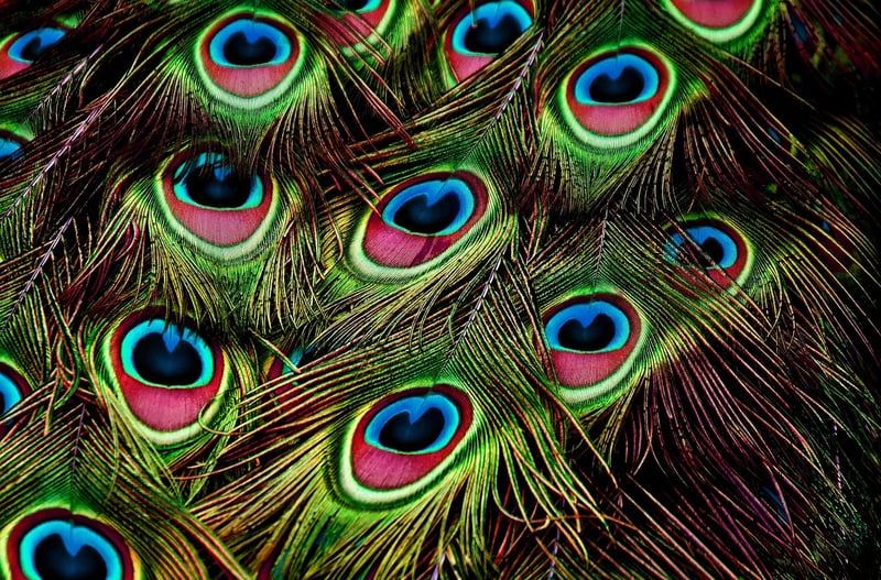 Peacock Feathers